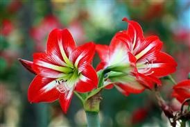 &quot;Flower Delivery Apps